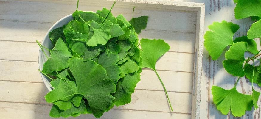 Naturally improve memory and circulation with Ginkgo biloba.