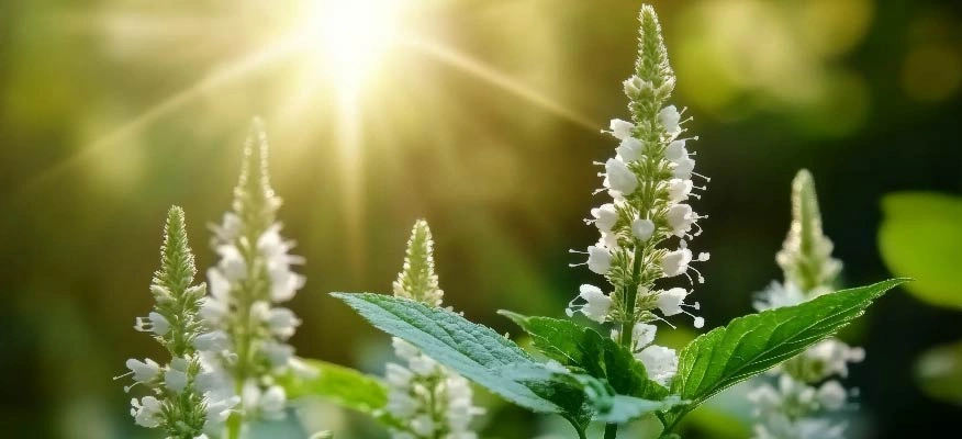 Black cohosh: A natural remedy for menstrual wellness.
