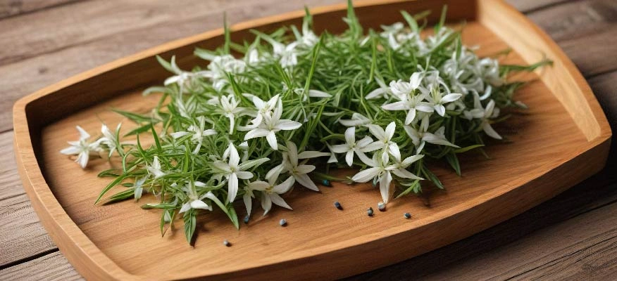 Find out about all the benefits of Andrographis paniculata for viral fever.