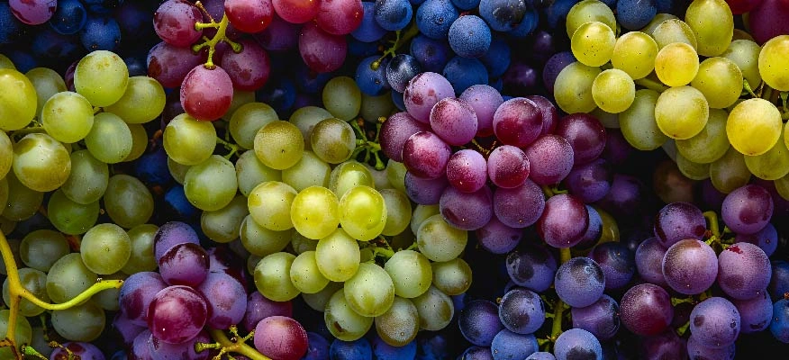 Grape seed oil: Nature’s secret for healthy veins.