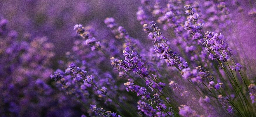 Use lavender to calm your mind and relieve anxiety.