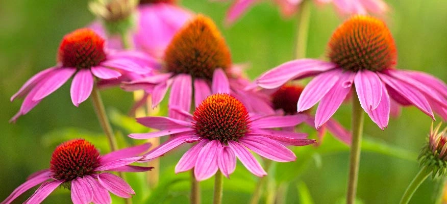 Are you aware of the immune-boosting benefits of Echinacea?