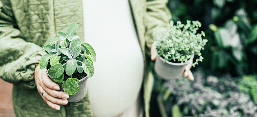 A selection of herbs beneficial for pregnancy and lactation, including chamomile, ginger, and turmeric.